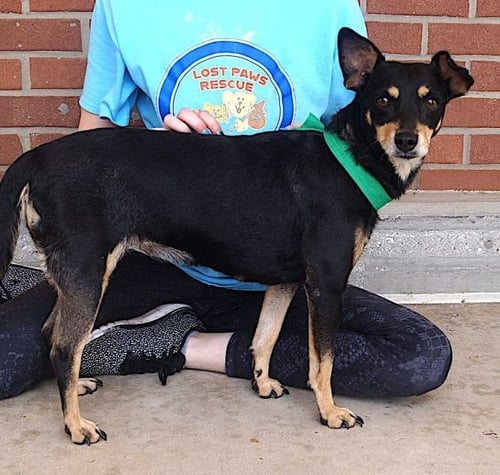ONIX - Miniature Pinscher / Chihuahua available for adoption