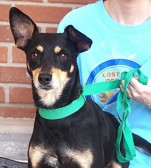 ONIX - Miniature Pinscher / Chihuahua available for adoption