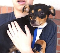 Duke - Photo 2