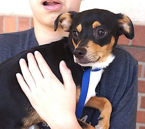 DUKE - Chihuahua available for adoption