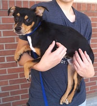 Duke - Photo 3