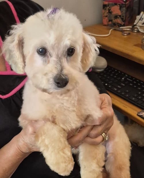 SUGAR - Poodle (unknown type) / Bichon Frise available for adoption