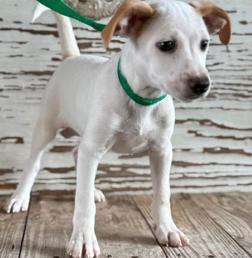 FARGO - Jack Russell Terrier available for adoption