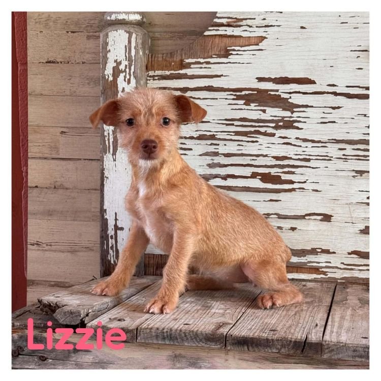 Lizzie Image
