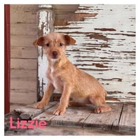 Lizzie - Photo 1