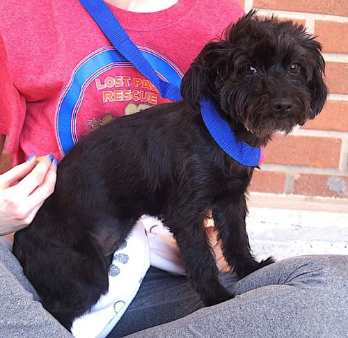 JOJO - Maltese / Poodle (Toy) available for adoption