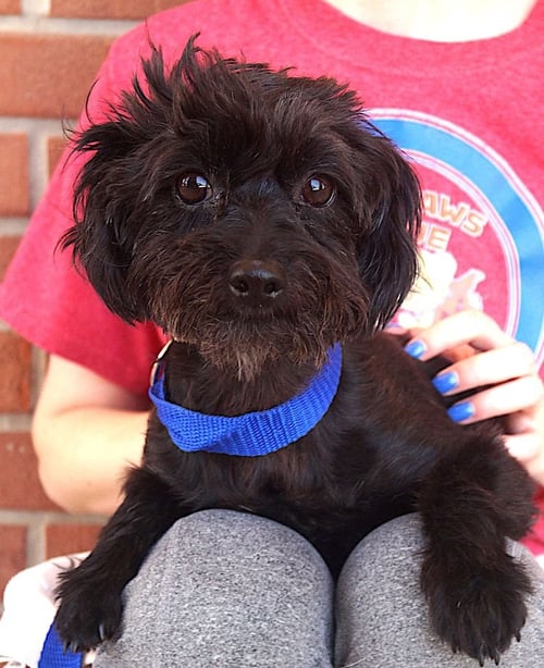 JOJO - Maltese / Poodle (Toy) available for adoption