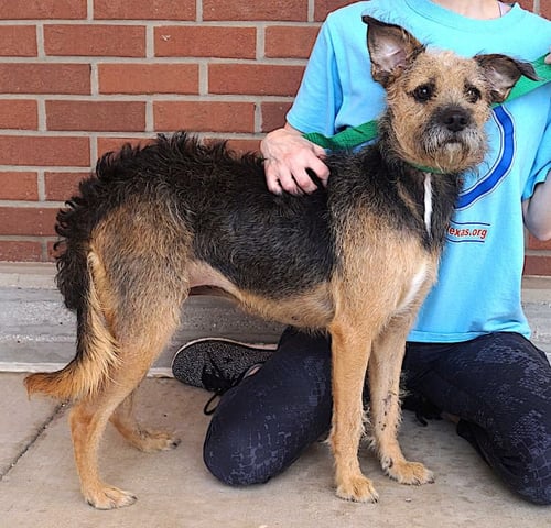 FIRU - Border Terrier / Terrier available for adoption