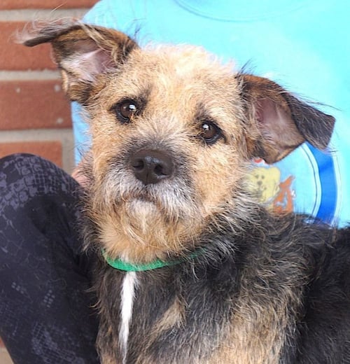 FIRU - Border Terrier / Terrier available for adoption