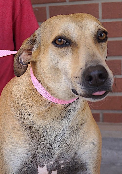 PISTACHE - Labrador Retriever available for adoption