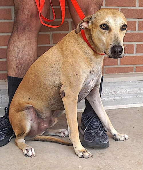PISTACHE - Labrador Retriever available for adoption