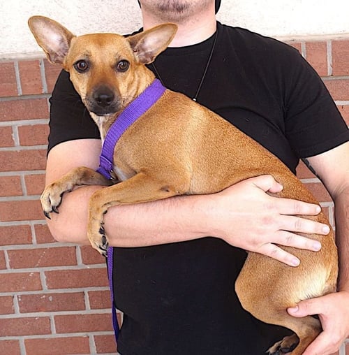 ZARA - Chihuahua available for adoption