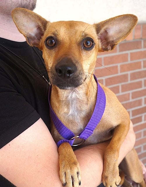 ZARA - Chihuahua available for adoption