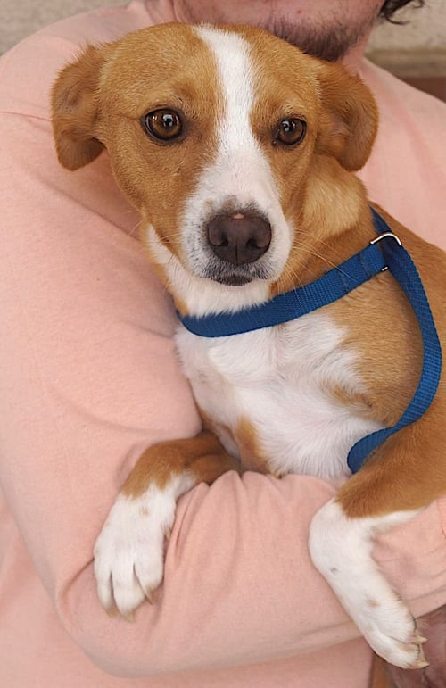 MONA - Terrier available for adoption