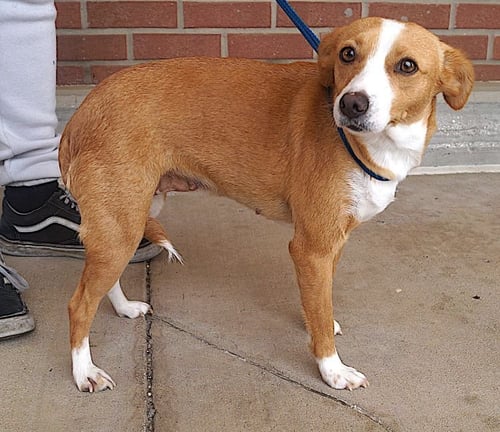 MONA - Terrier available for adoption