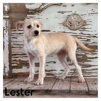Lester - Photo 1