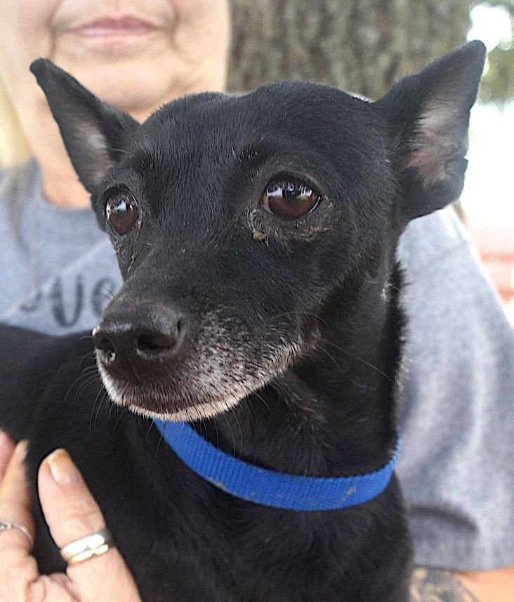 SAGE - Chihuahua available for adoption