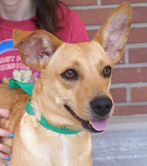 ERICA - Dachshund available for adoption