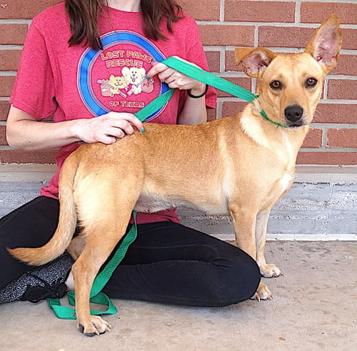 ERICA - Dachshund available for adoption