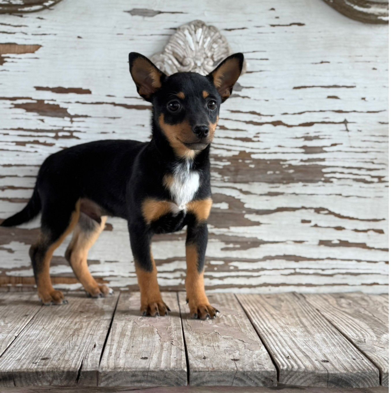 EDDIE - Miniature Pinscher / Chihuahua available for adoption