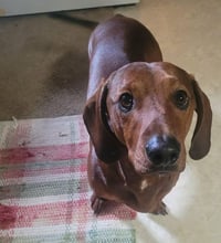 Rusty - Photo 1