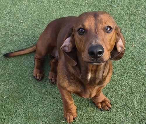 RUSTY - Dachshund available for adoption