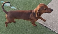 Rusty - Photo 3
