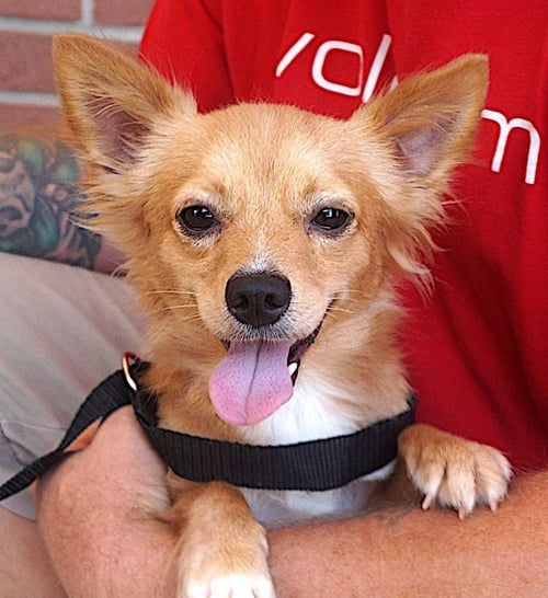 WOODY - Chihuahua available for adoption