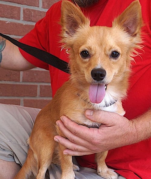 WOODY - Chihuahua available for adoption