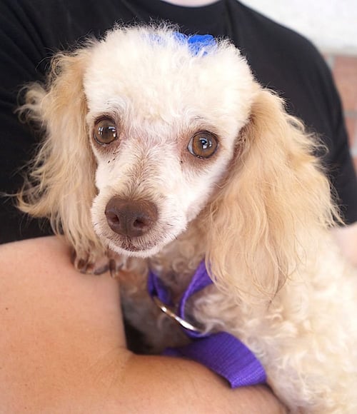 NAPOLEON - Poodle (Miniature) available for adoption