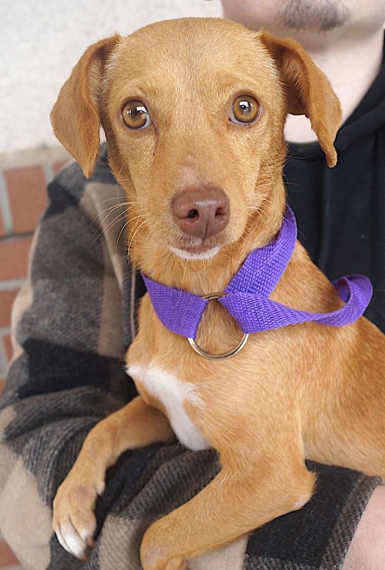 LYRA - Chihuahua / Dachshund available for adoption