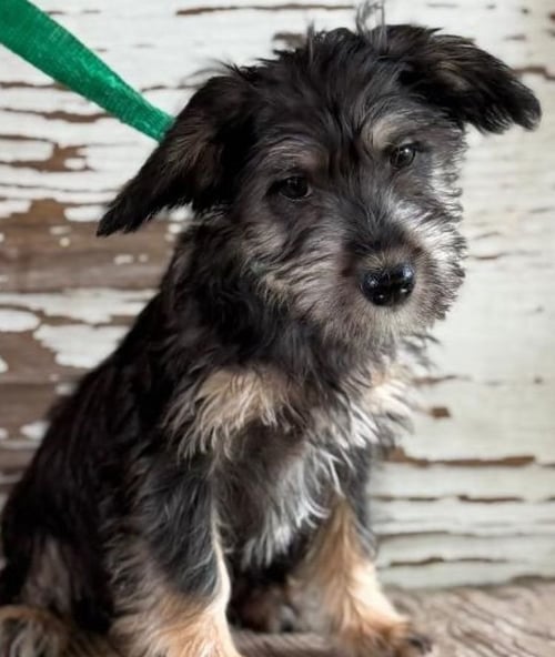 HANA - Cairn Terrier available for adoption