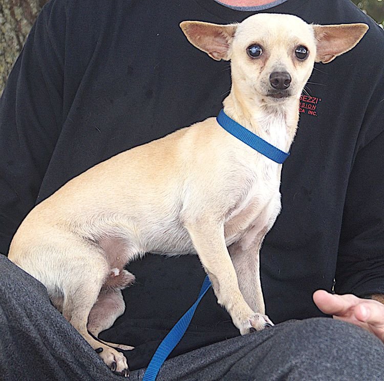 ATOM - Chihuahua available for adoption