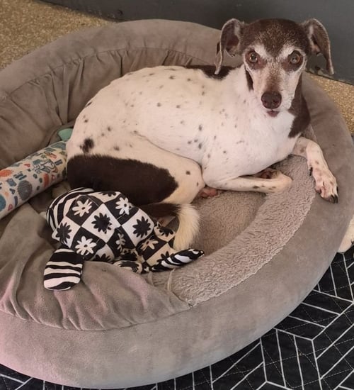 ALINA - Jack Russell Terrier available for adoption