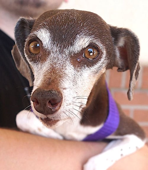 ALINA - Jack Russell Terrier available for adoption