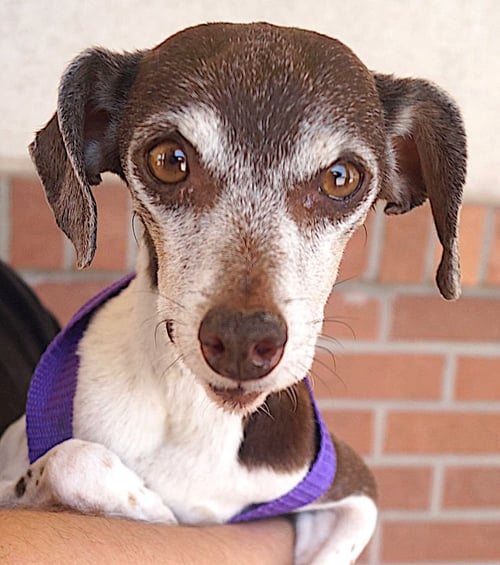 ALINA - Jack Russell Terrier available for adoption