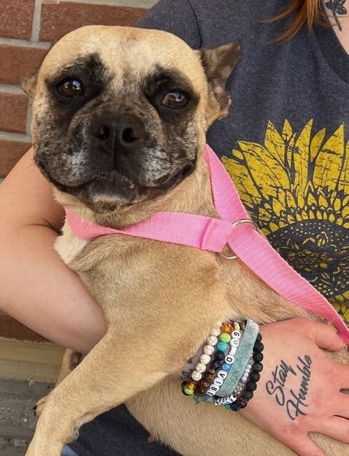 FRANCIA - French Bulldog available for adoption