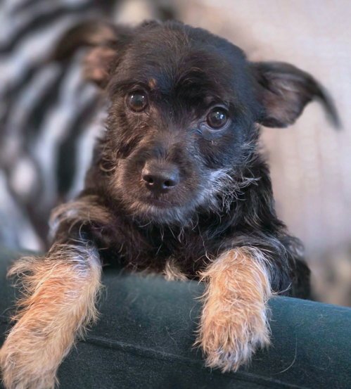 JORDASH - Miniature Schnauzer / Dachshund available for adoption