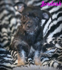 Jordash - Photo 1