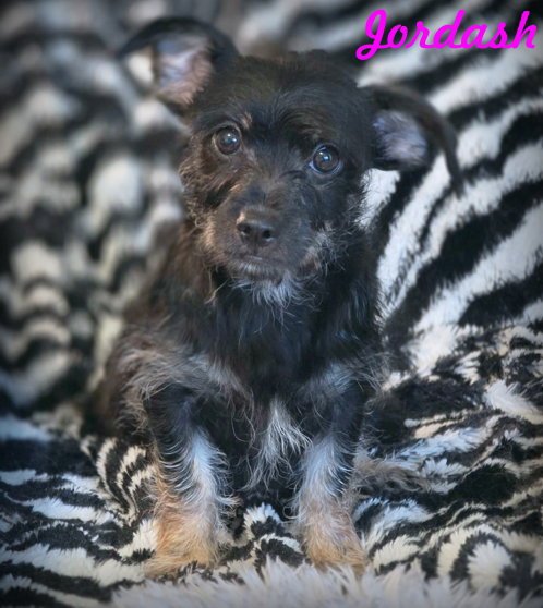 JORDASH - Miniature Schnauzer / Dachshund available for adoption
