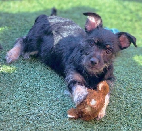 JORDASH - Miniature Schnauzer / Dachshund available for adoption