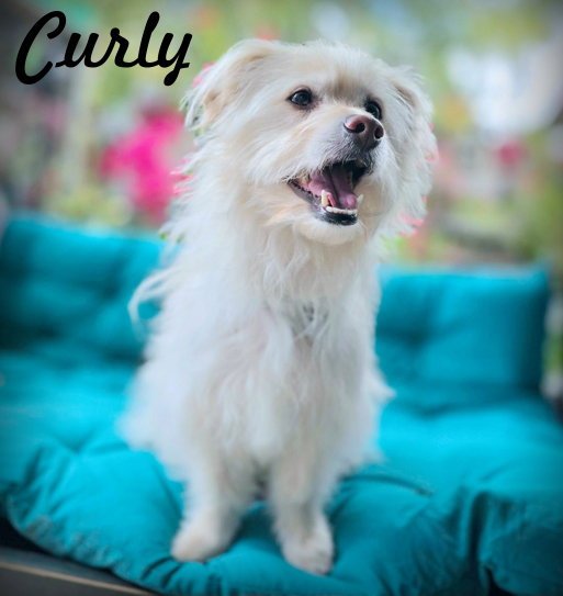 Curly Image