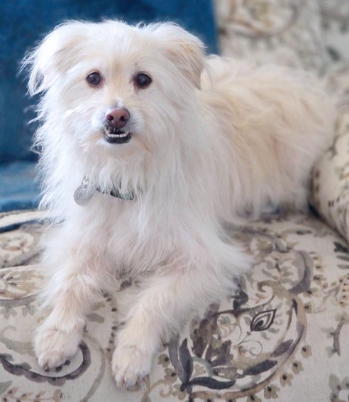 CURLY - Poodle (unknown type) / Terrier available for adoption