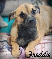 Freddie - Photo 1