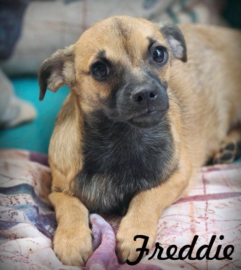 FREDDIE - Dachshund / Chihuahua available for adoption