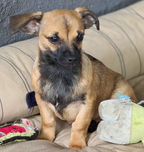 FREDDIE - Dachshund / Chihuahua available for adoption