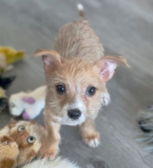 MR. WIGGLESWORTH - Chihuahua for adoption in Pomona