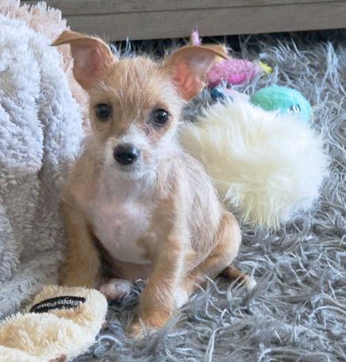 MR. WIGGLESWORTH - Chihuahua available for adoption