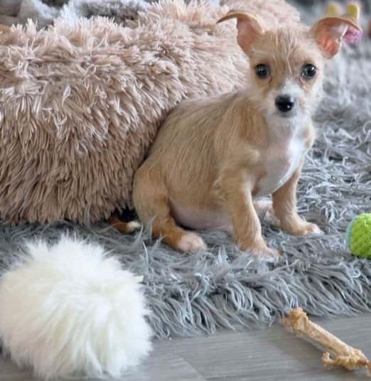 Mr. Wigglesworth - Photo 3