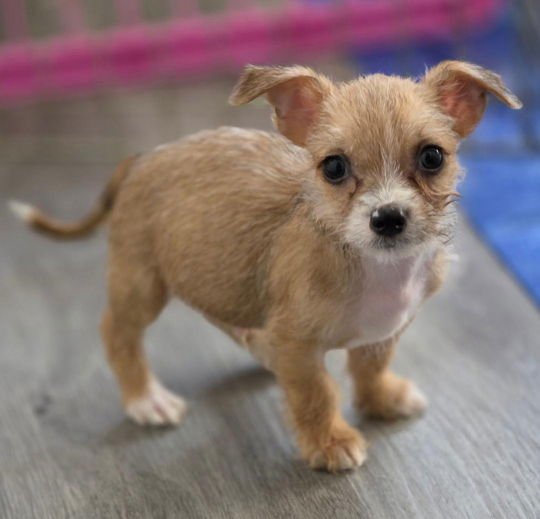 Mr. Wigglesworth - Photo 4